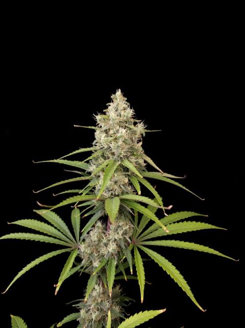 Power plant 2. Week 6