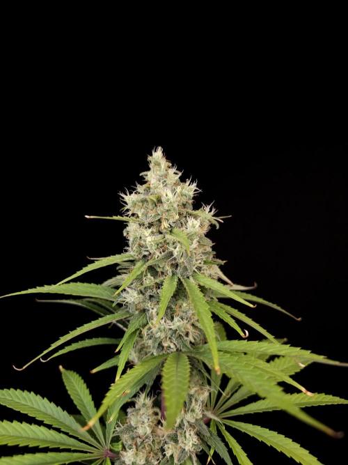 Power plant 2. Week 6