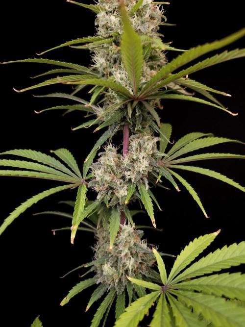 Power plant 2. Week 6