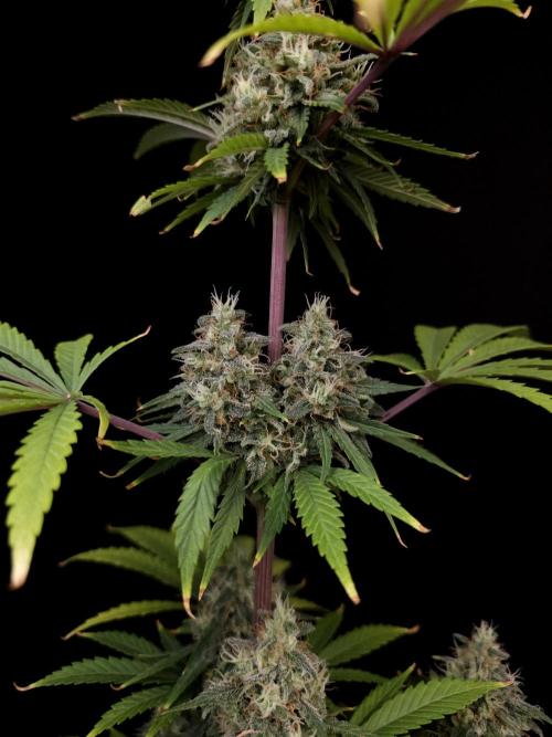 Power plant 2. Week 6