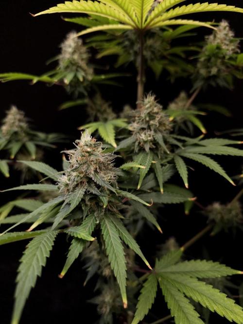 Power plant 2. Week 6