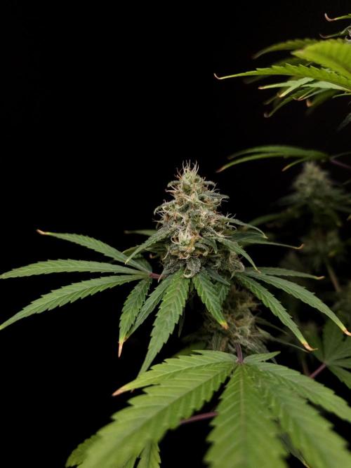 Power plant 2. Week 6