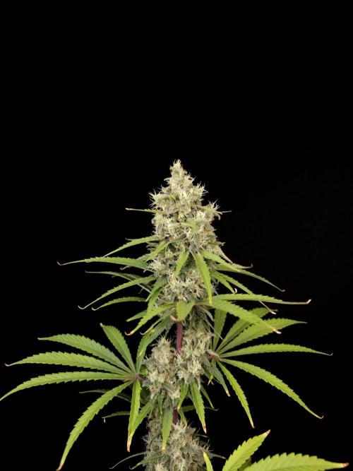 Power plant 2. Week 6