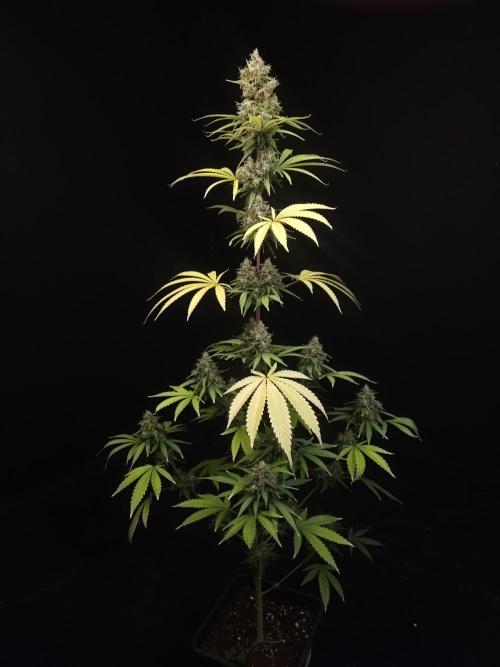 Power plant 2. Week 7