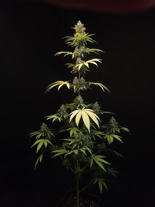 Power plant 2. Week 7