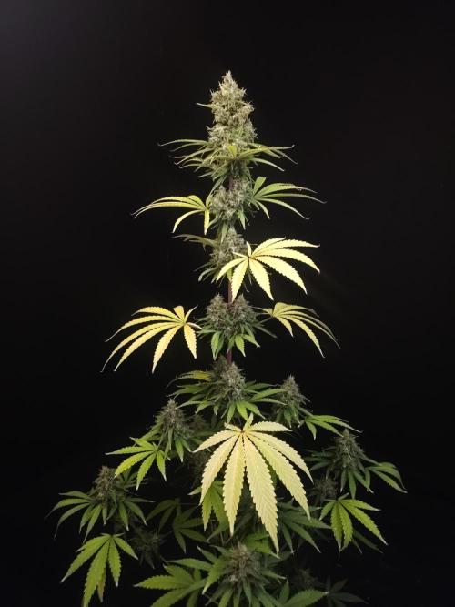 Power plant 2. Week 7