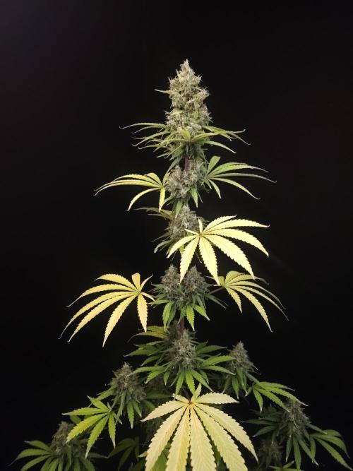 Power plant 2. Week 7