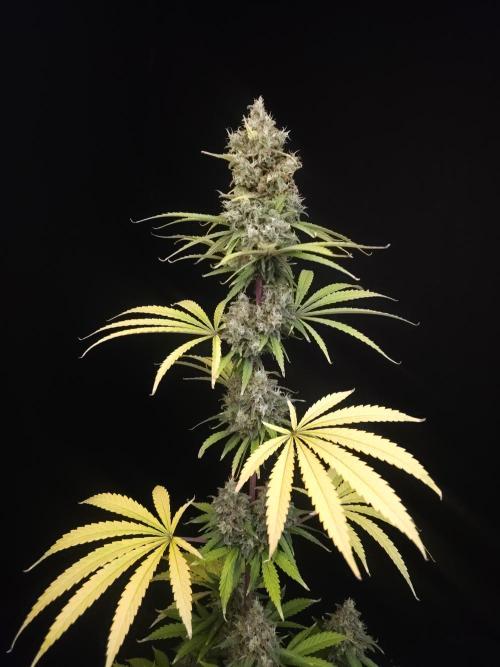 Power plant 2. Week 7