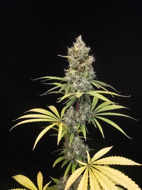 Power plant 2. Week 7