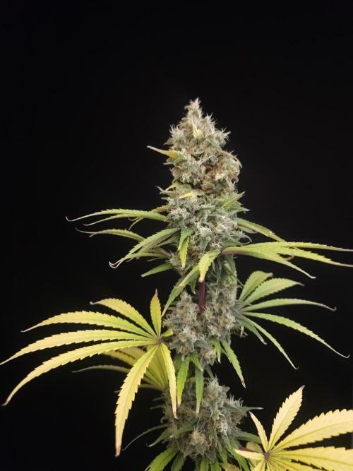 Power plant 2. Week 7
