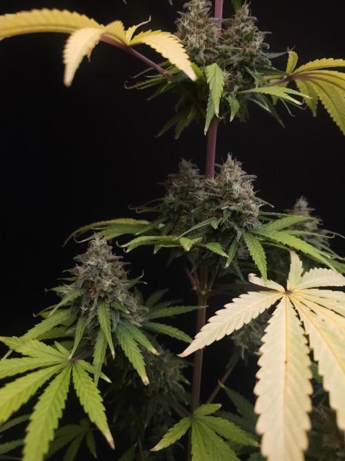 Power plant 2. Week 7