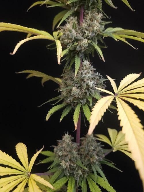 Power plant 2. Week 7