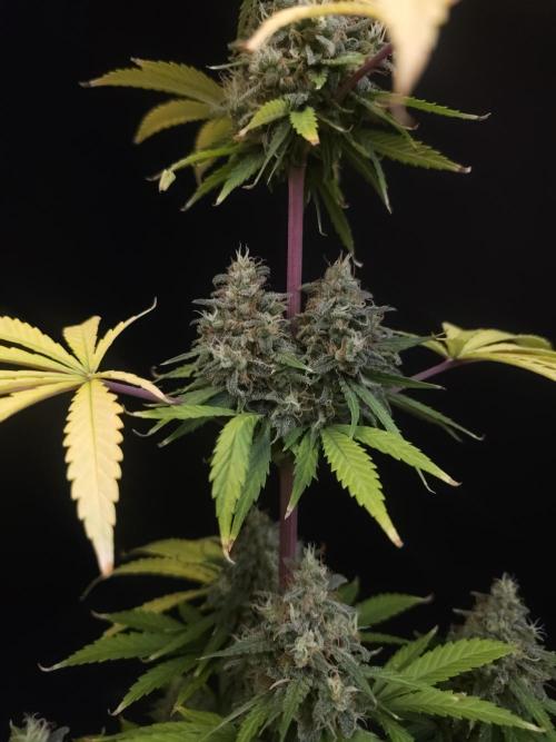 Power plant 2. Week 7