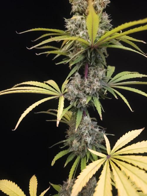 Power plant 2. Week 7