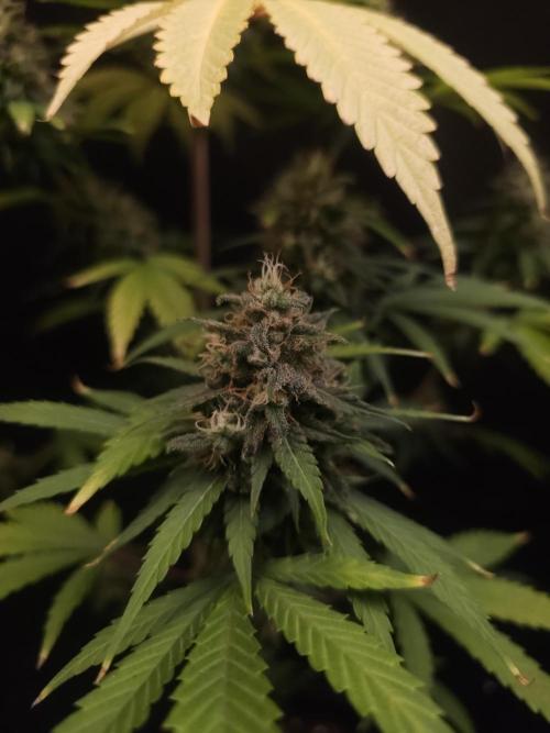 Power plant 2. Week 7