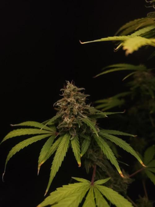 Power plant 2. Week 7