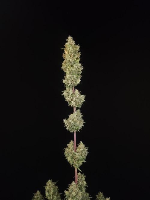 Power plant 2. Week 8