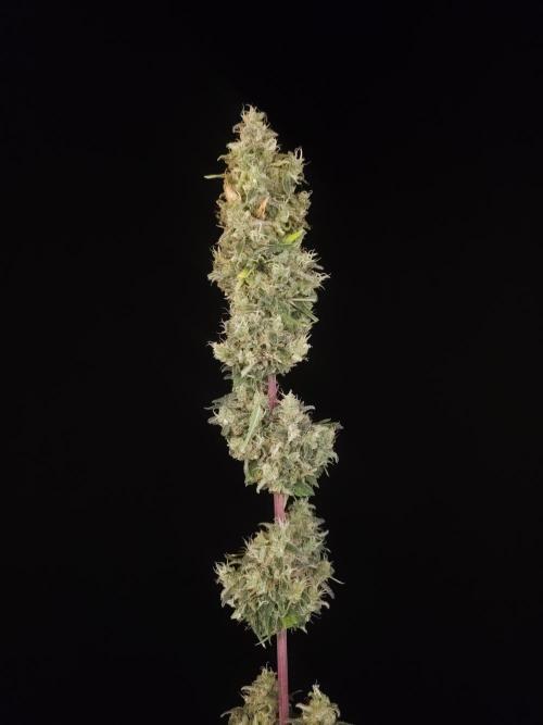 Power plant 2. Week 8
