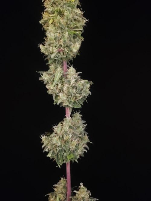 Power plant 2. Week 8