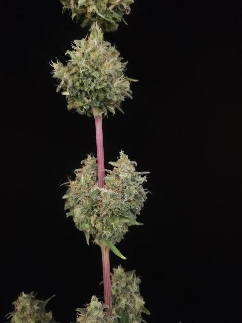 Power plant 2. Week 8