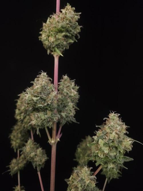 Power plant 2. Week 8