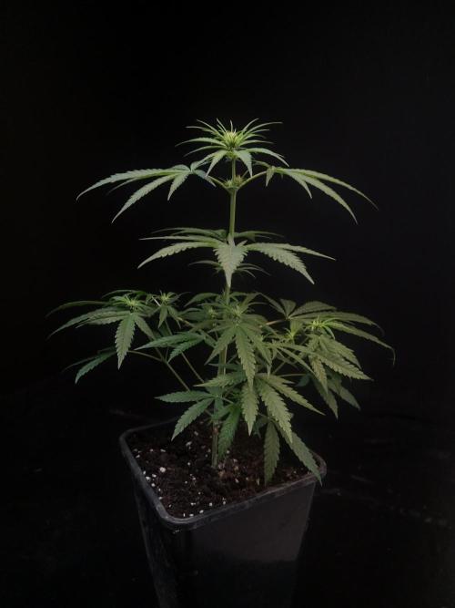 Sweet & Sour 2. Week 1