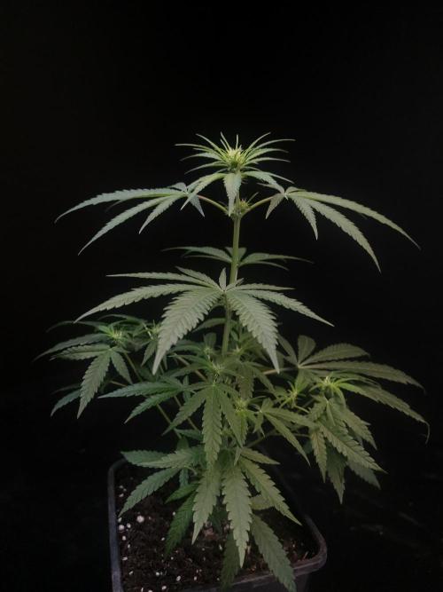 Sweet & Sour 2. Week 1