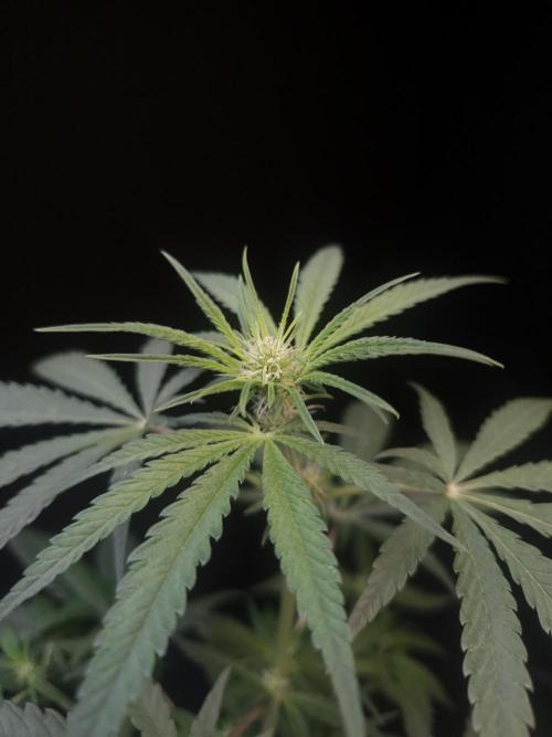 Sweet & Sour 2. Week 1