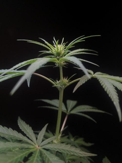 Sweet & Sour 2. Week 1