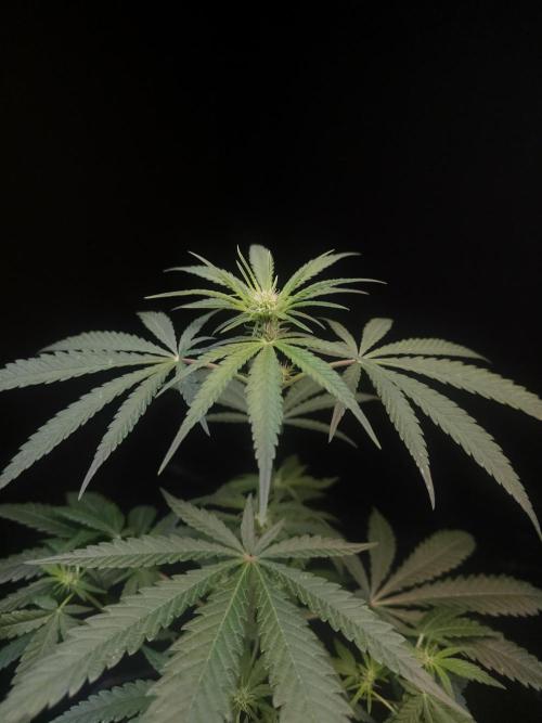 Sweet & Sour 2. Week 1