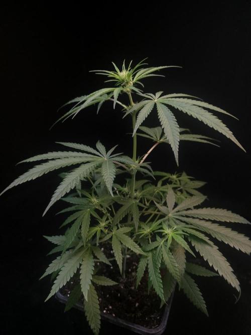 Sweet & Sour 2. Week 1