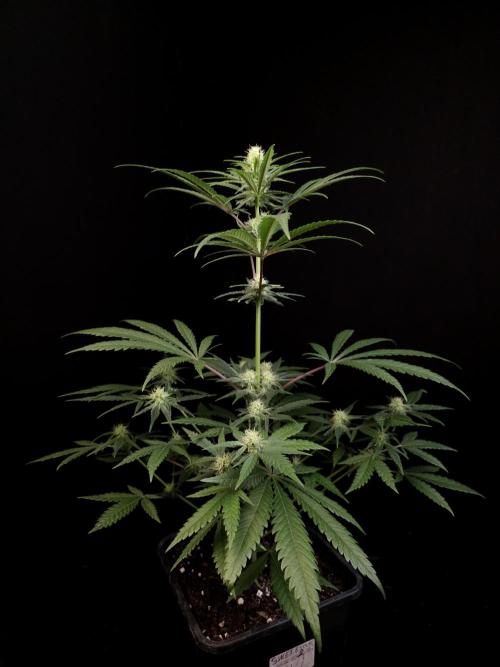 Sweet & Sour 2. Week 2