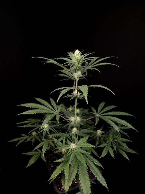 Sweet & Sour 2. Week 2