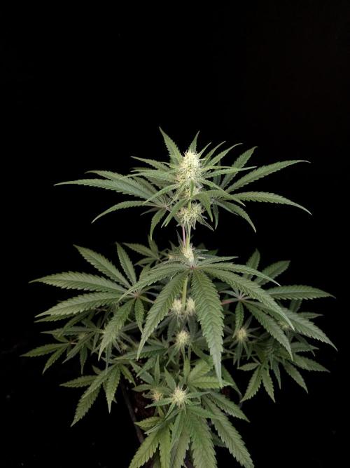 Sweet & Sour 2. Week 2