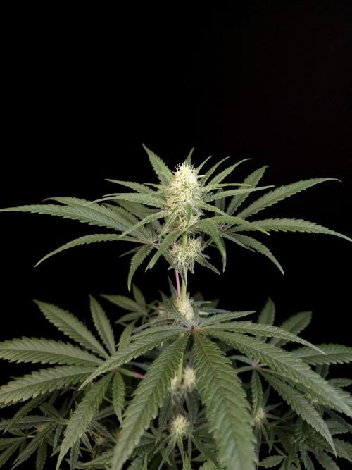 Sweet & Sour 2. Week 2