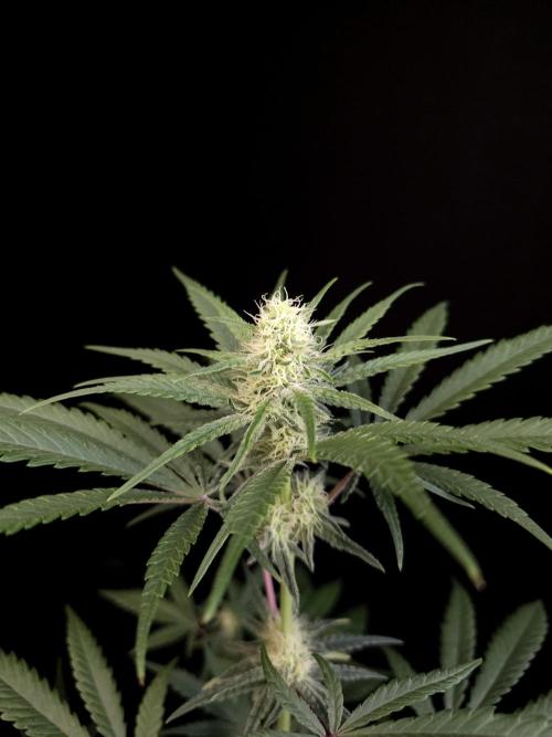 Sweet & Sour 2. Week 2