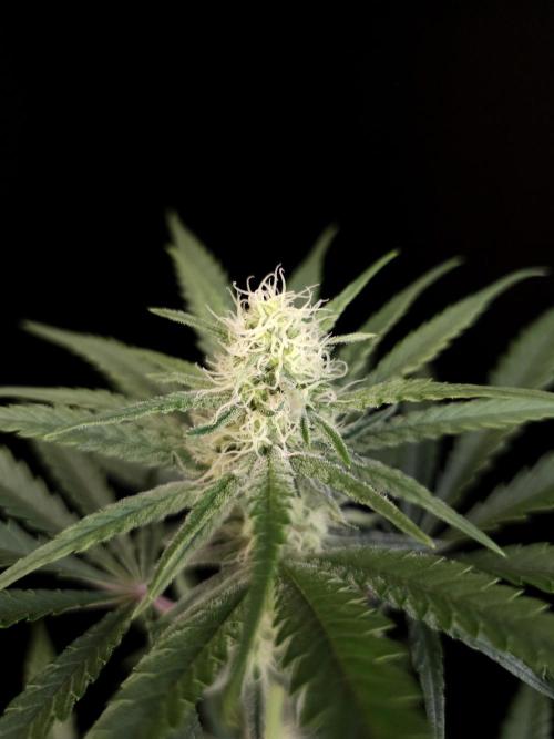 Sweet & Sour 2. Week 2