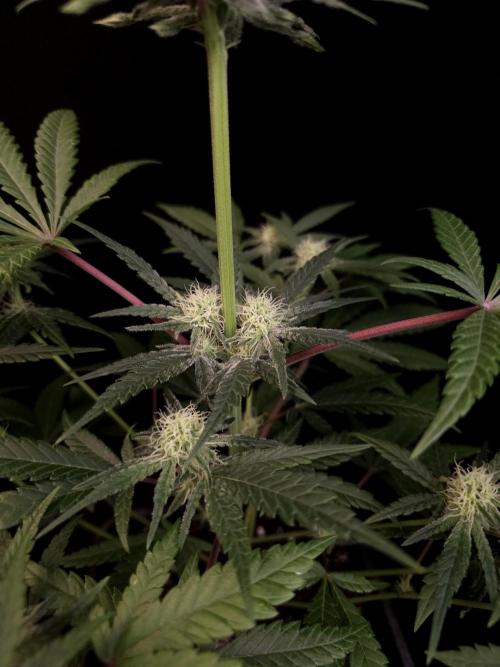 Sweet & Sour 2. Week 2