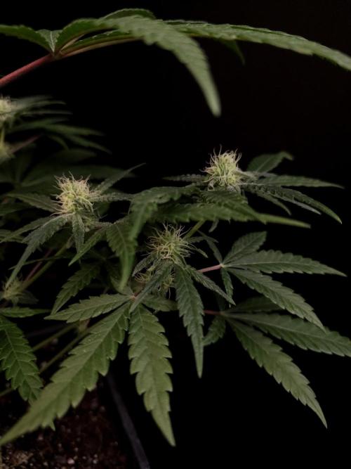 Sweet & Sour 2. Week 2