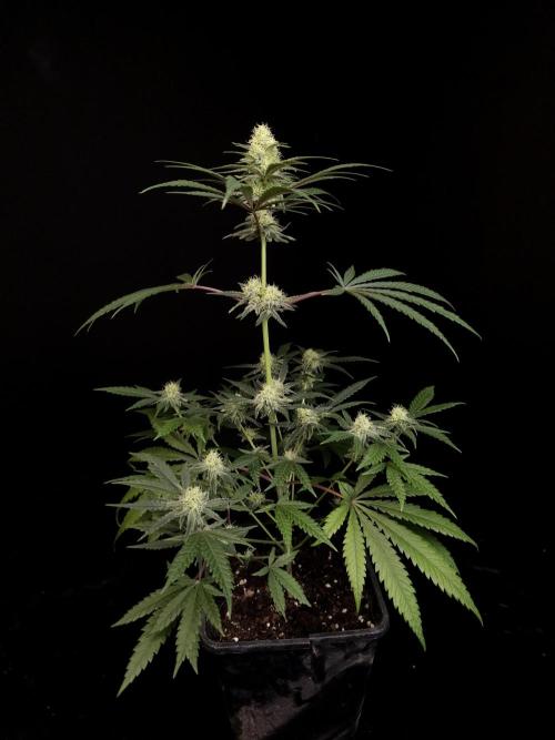 Sweet & Sour 2. Week 3