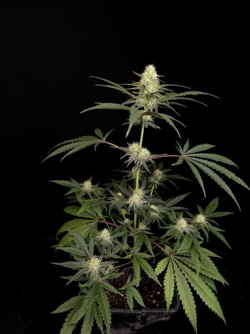 Sweet & Sour 2. Week 3