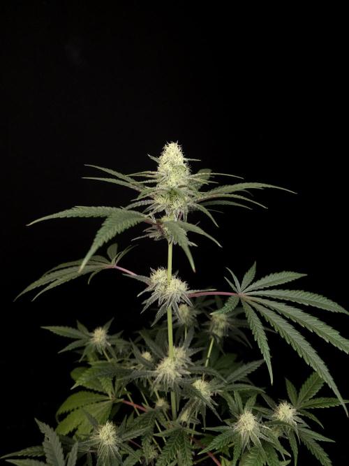 Sweet & Sour 2. Week 3