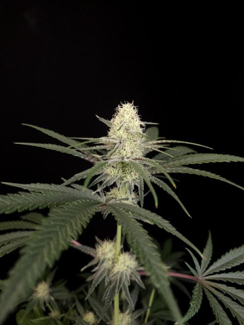 Sweet & Sour 2. Week 3