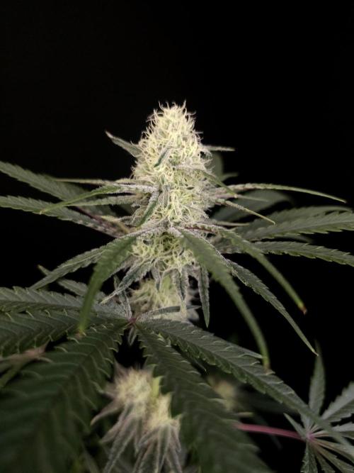 Sweet & Sour 2. Week 3