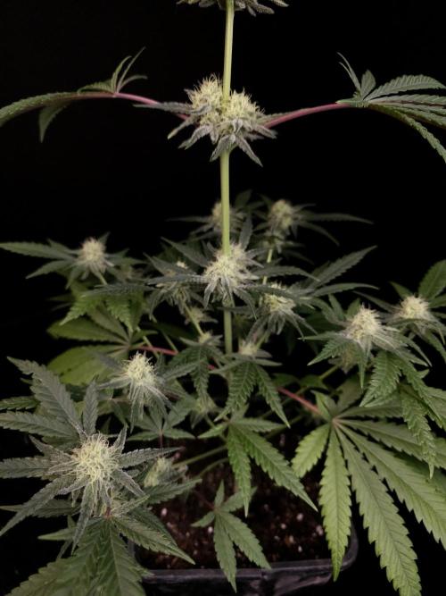 Sweet & Sour 2. Week 3