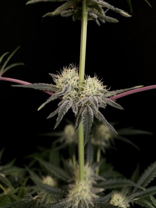 Sweet & Sour 2. Week 3