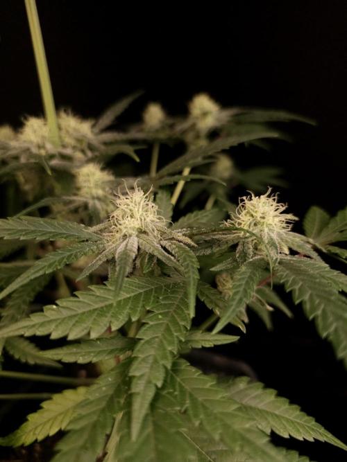 Sweet & Sour 2. Week 3