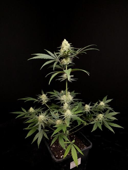 Sweet & Sour 2. Week 4