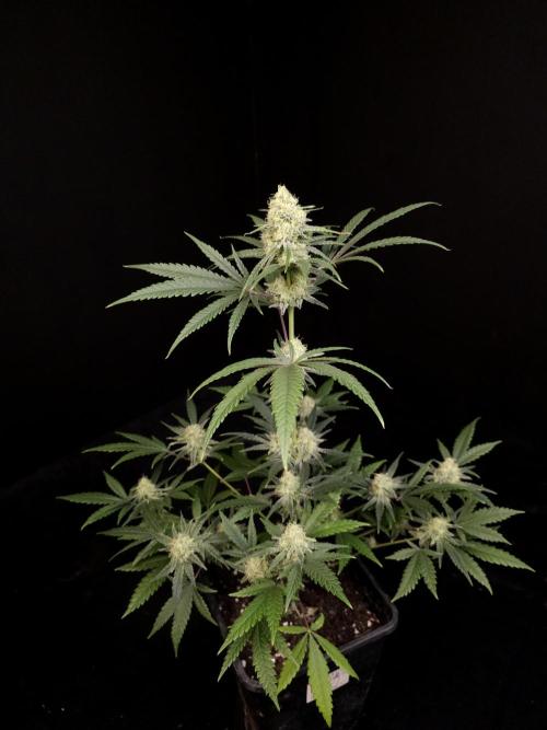 Sweet & Sour 2. Week 4