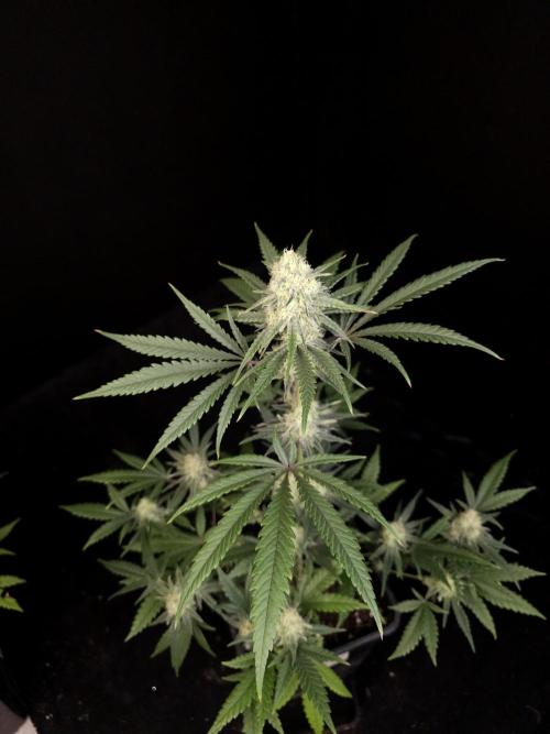 Sweet & Sour 2. Week 4
